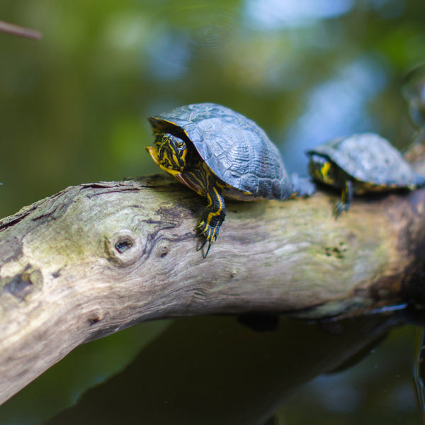 Refashioned Kimono Coin Purse | Kikko Hexagon - Heritage ReFashioned