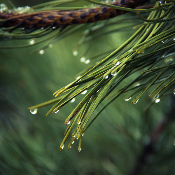 Refashioned Kimono Coin Purse | Pine Forest - Heritage ReFashioned